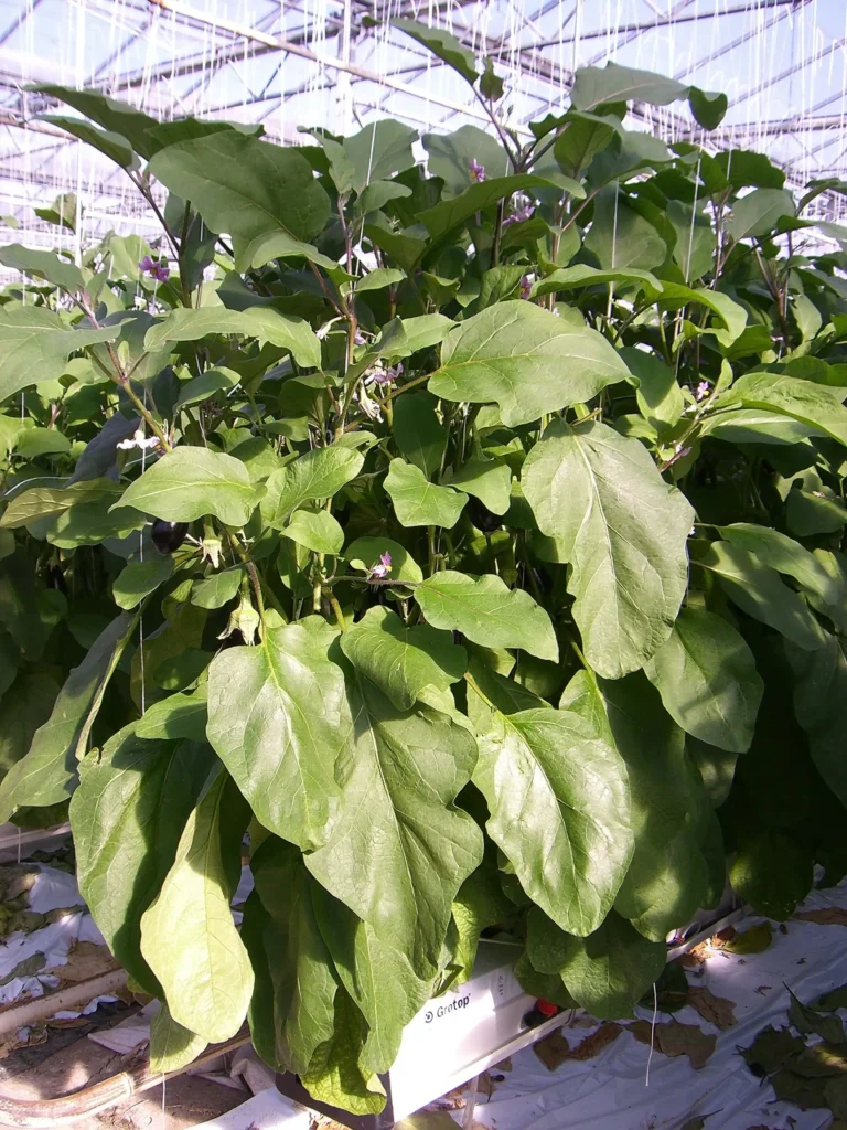 culture d'aubergine hors sol