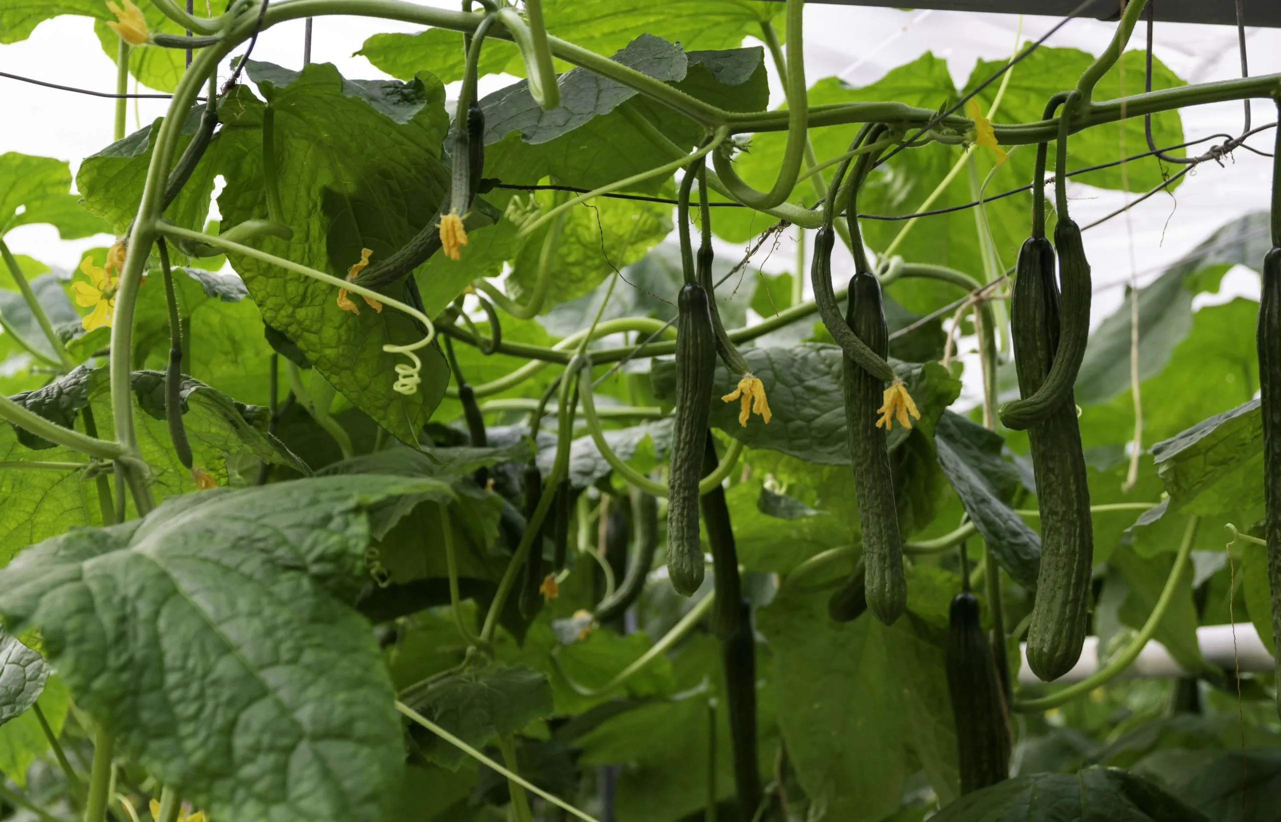 Evaluation d'écrans thermiques